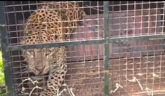 nilgiri leopard caught 