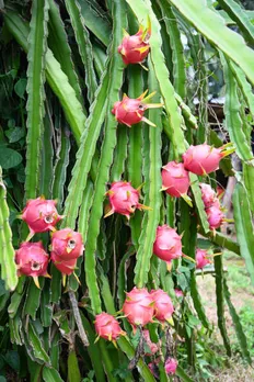 dragon fruit