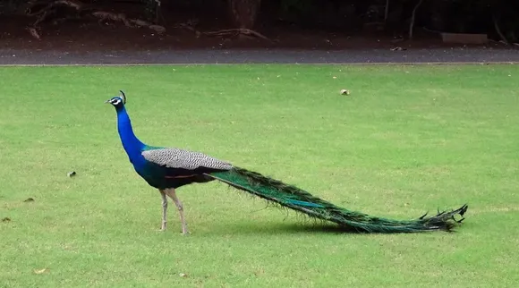 Peacock