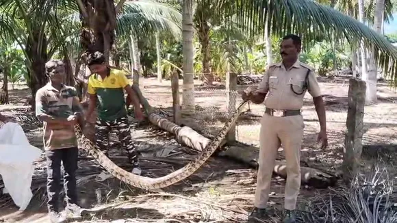 தோட்டத்தில் பதுங்கி தொழிலாளர்களை பயமுறுத்திய 11 அடி நீள மலைப்பாம்பை வனத்துறையினர் லாவகமாக பிடித்த காட்சி இணையத்தில் வைரலாகி வருகிறது.