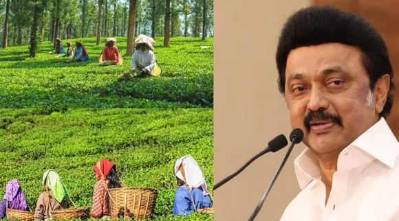 Tantea and Stalin