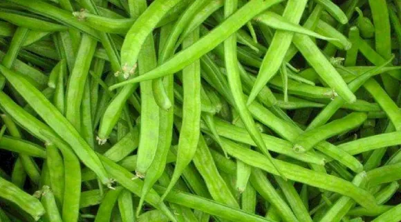 கொத்தவரங்காய்