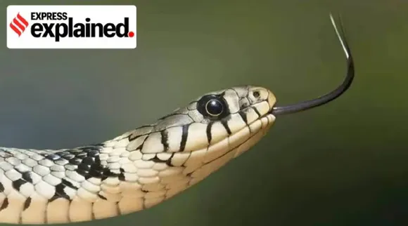 Snake