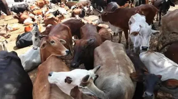 cattle