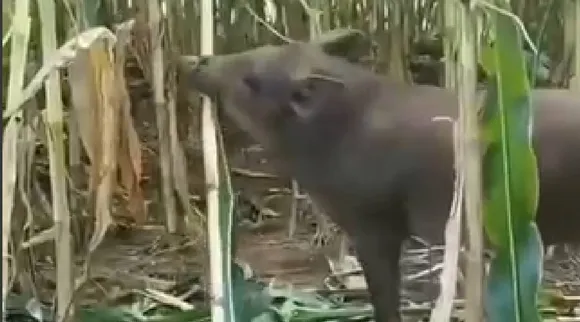 Wild pigs