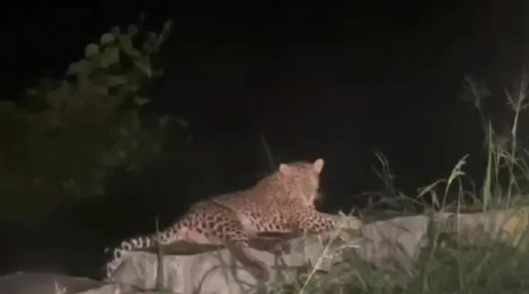 Leopard wandering