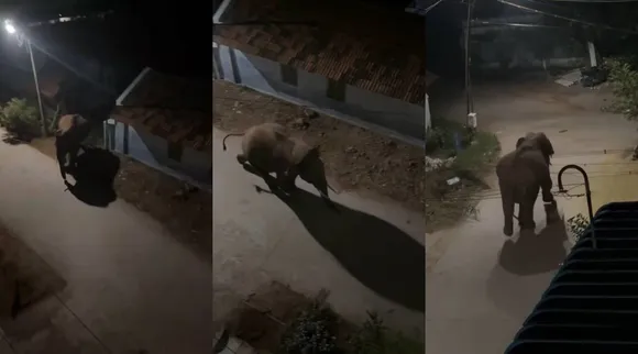 Elephant running 1