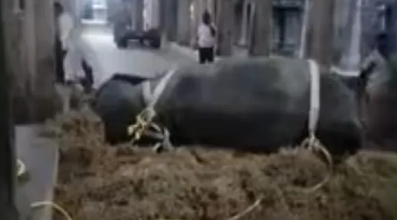 nellai elephant