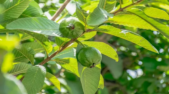Guava leaves