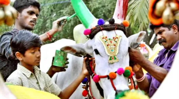 Maatu pongal