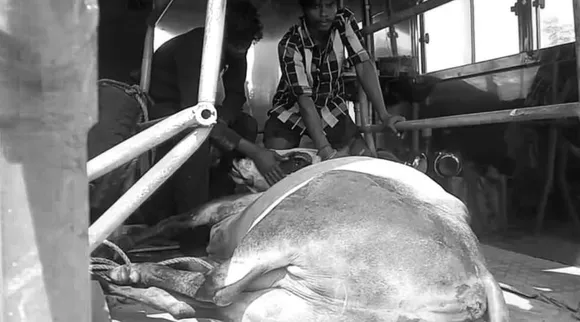 Trichy Sooriyur Jallikattu bull dead Tamil News