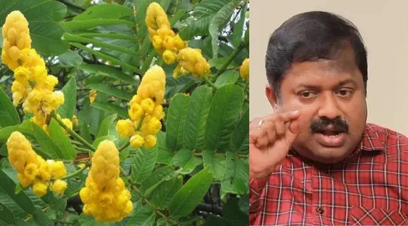 Senna alata