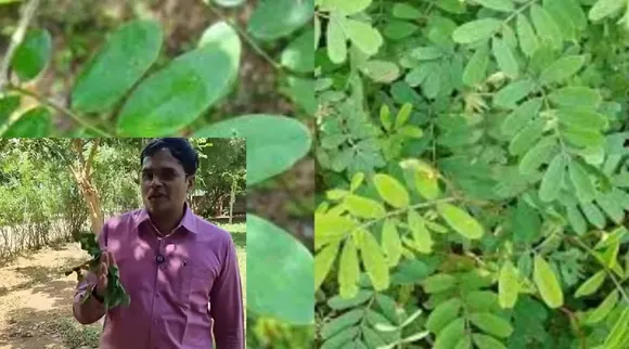 எலும்பு                