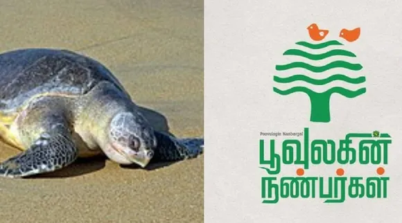 Turtles