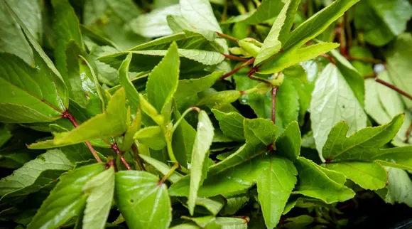 Gongura