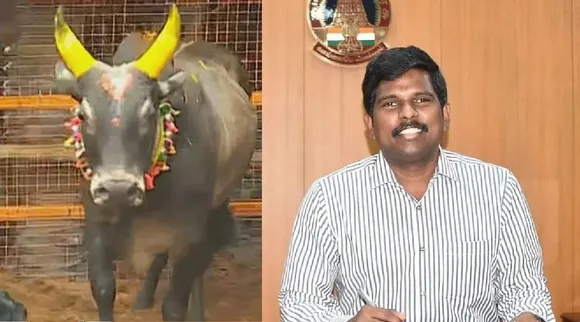 Trichy collector