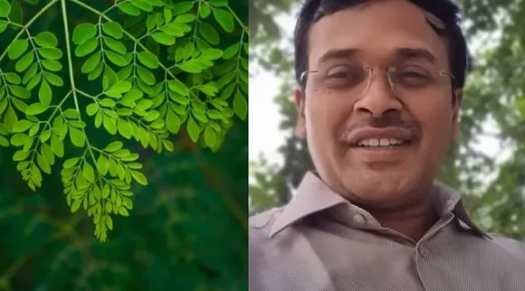Moringa Leaves