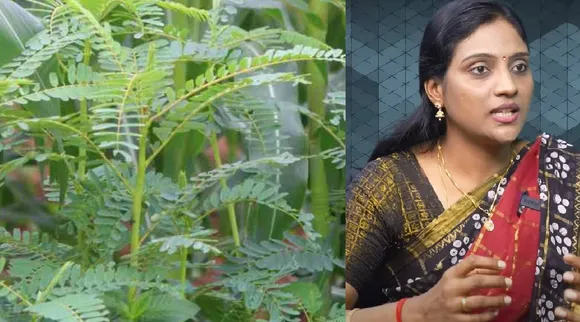 Agathi keerai