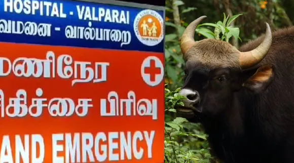 Bison attack