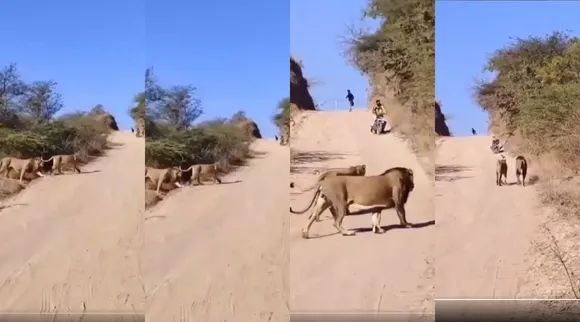 Lions cross 1
