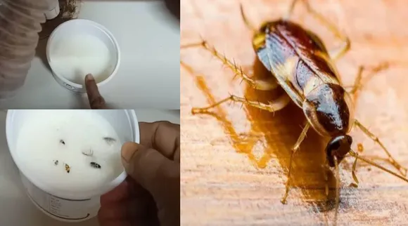 கரப்பான் பூச்சி