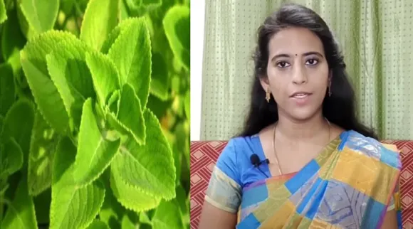 கற்பூரவல்லி டாக்டர் பயன்