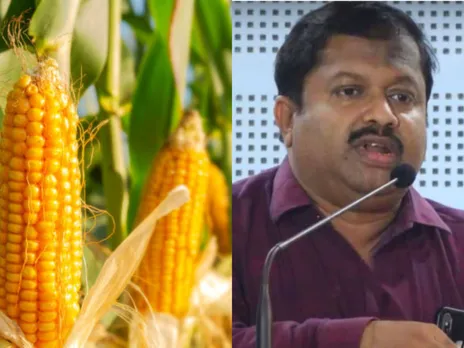 corn