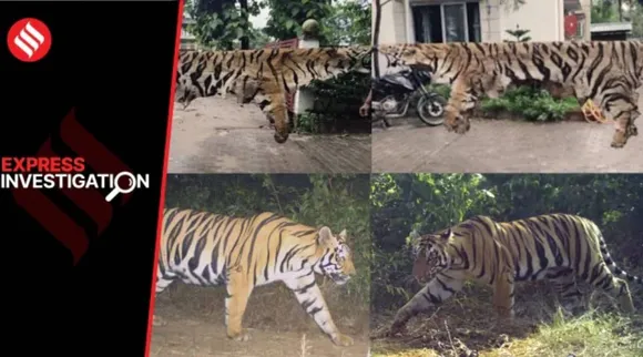 Tiger Poching