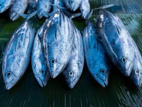 tuna