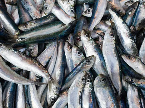 sardines