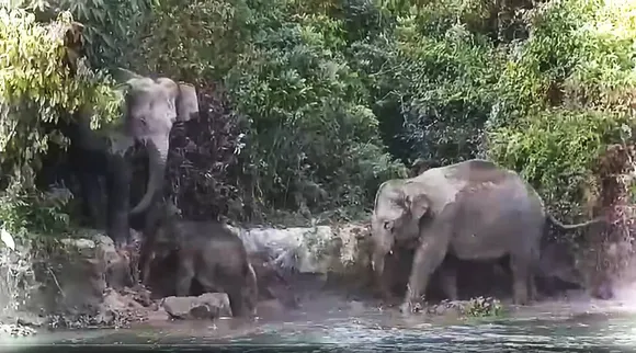 elephants from little pond