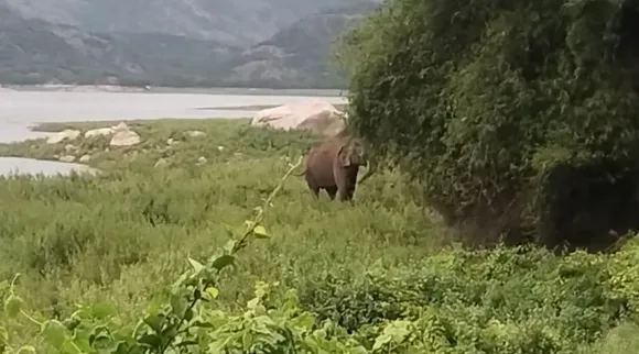 Elephant In Coimba