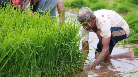 paddy field work