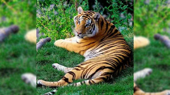 Tiger Vandalu zoo