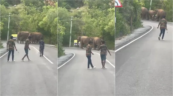 elephants in road