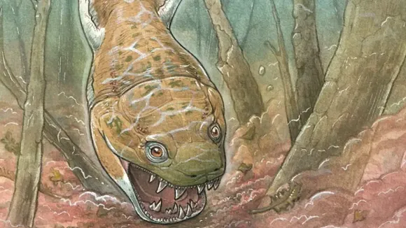 Fossils of a 280 million year old salamander species have been discovered