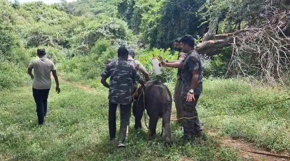 Elephant Coimbatore