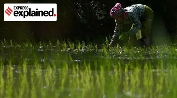 farmer paddy