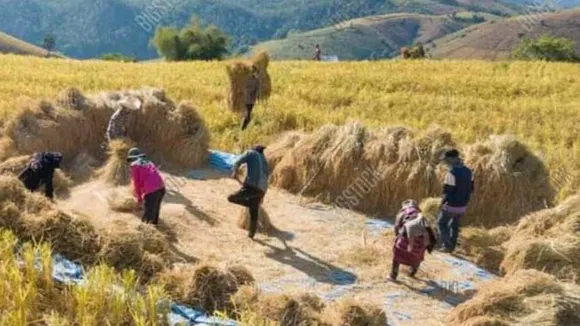 paddy harvest 1.