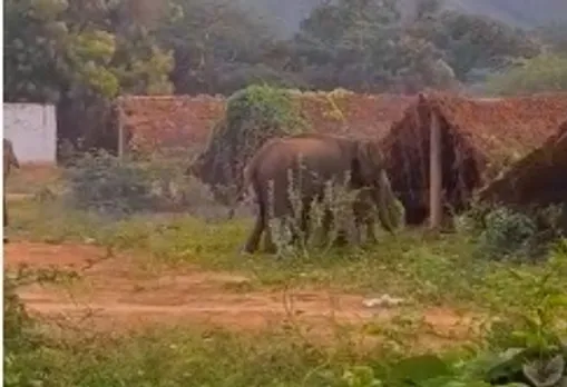 கோவை தடாகம் பள்ளத்தாக்கு பகுதியில் புகுந்த காட்டு யானைக் கூட்டம்: வைரல் வீடியோ