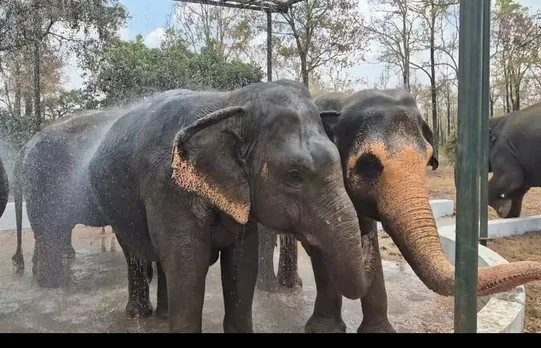 கொளுத்தும் வெயிலில் ஷவர் குளியல்- திருச்சியில் யானைகள் உற்சாகம்