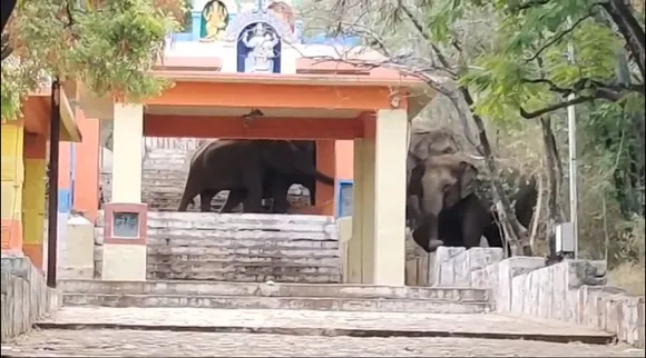 marudhamalai elephant