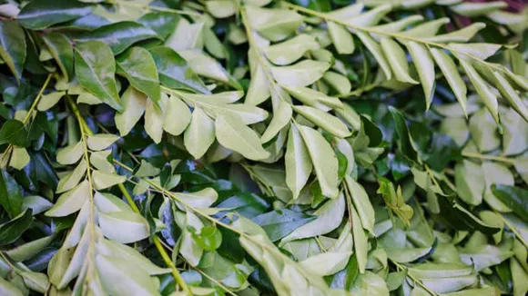 curry leaves