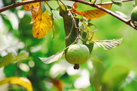 guava leaves