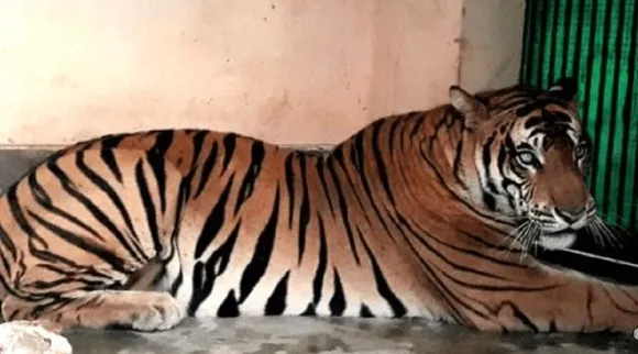 tiger