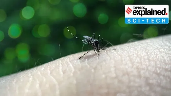How climate change is helping the spread of dengue in Europe