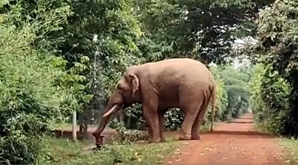 elephant drinking