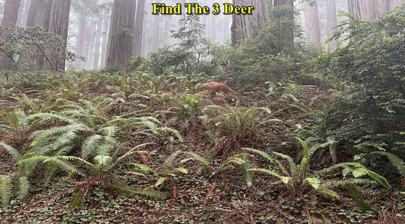 find deer