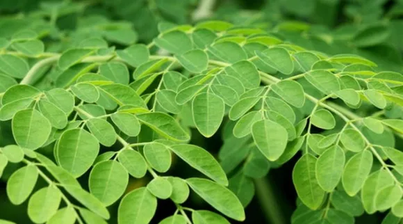 Moringa leaf