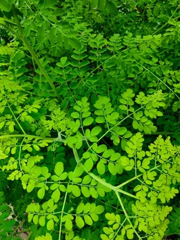 moringa